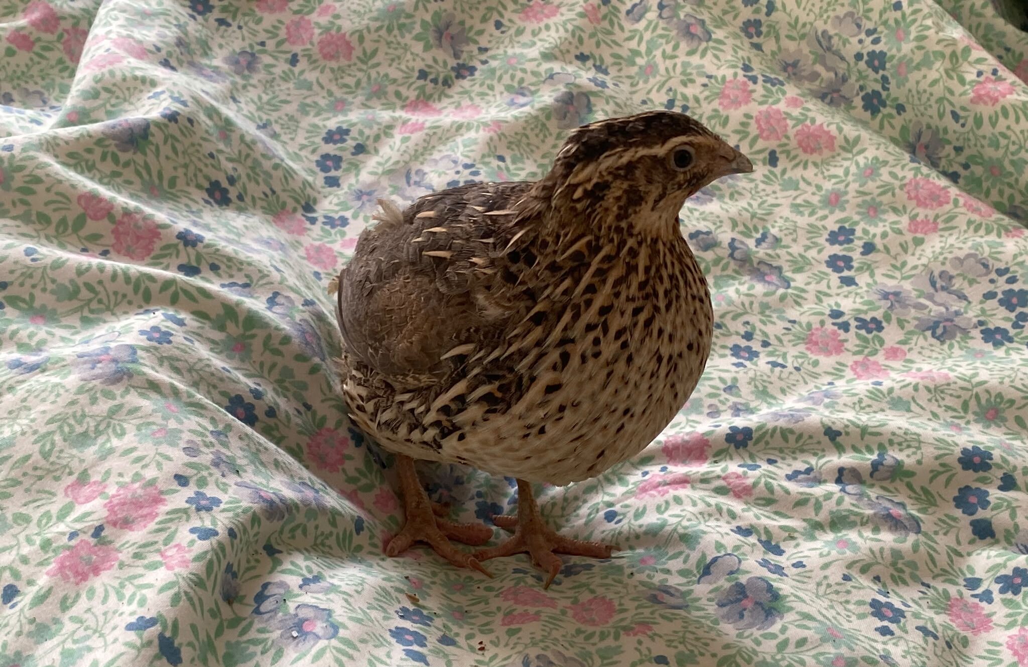 Search underway in York city centre for an unusual missing pet