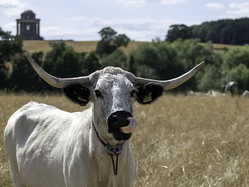 The 'most ancient native cattle in the British Isles' are now at Castle Howard
