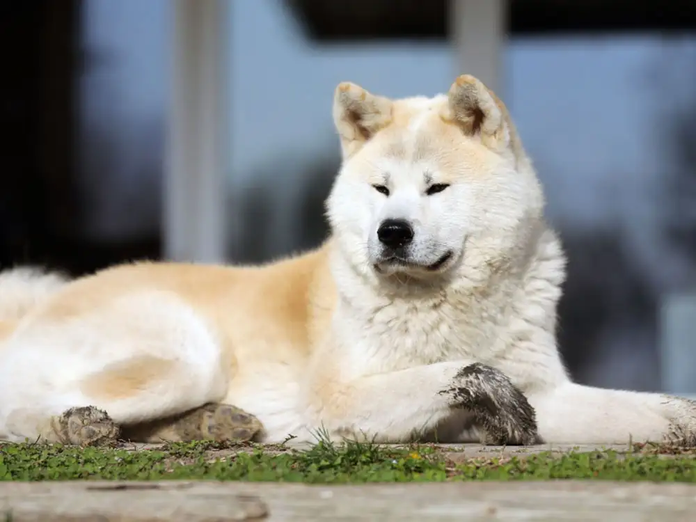 York man ordered to pay more than £1,000 over out-of-control dog