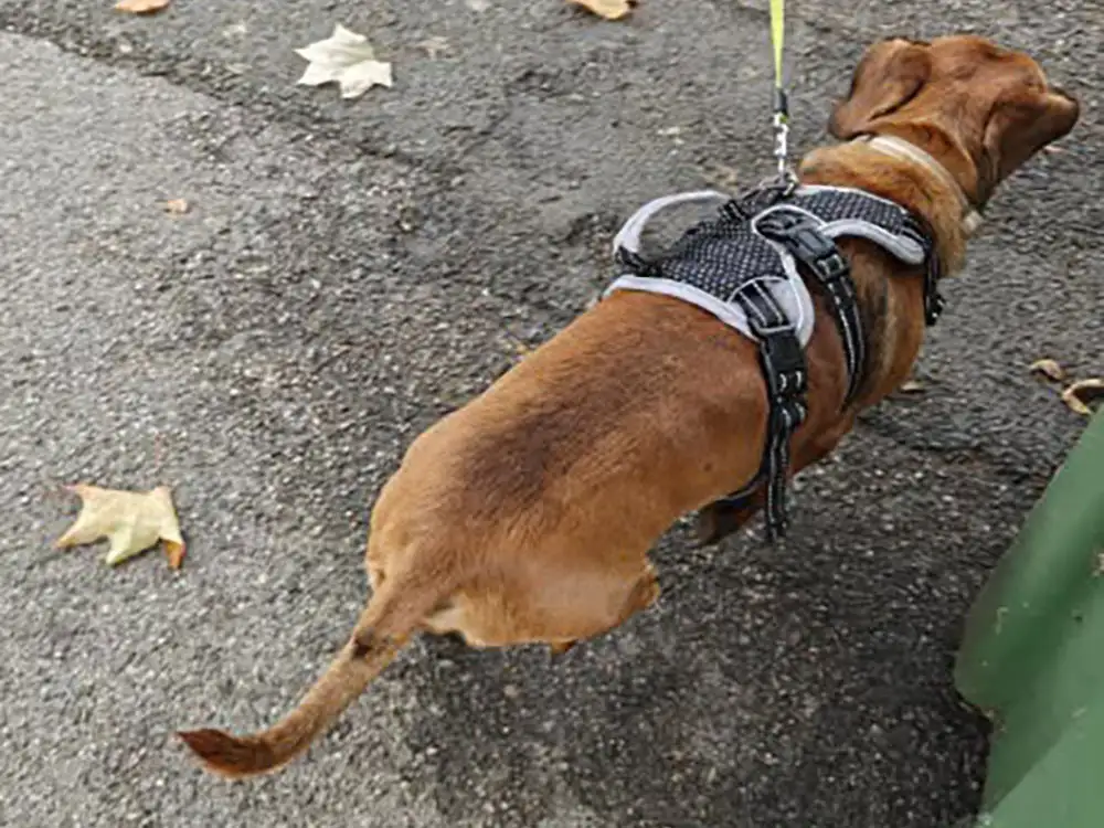 Man bitten by dog on York street – Owner urged to come forward