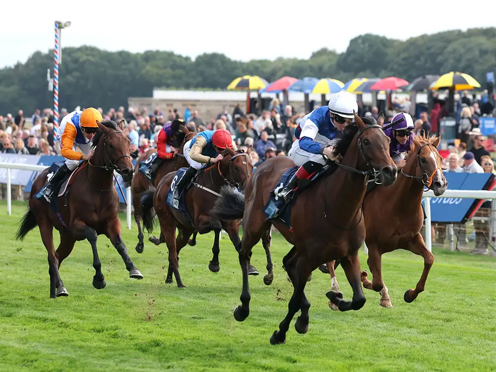 Stag-party man ran onto York Racecourse as horses thundered towards him