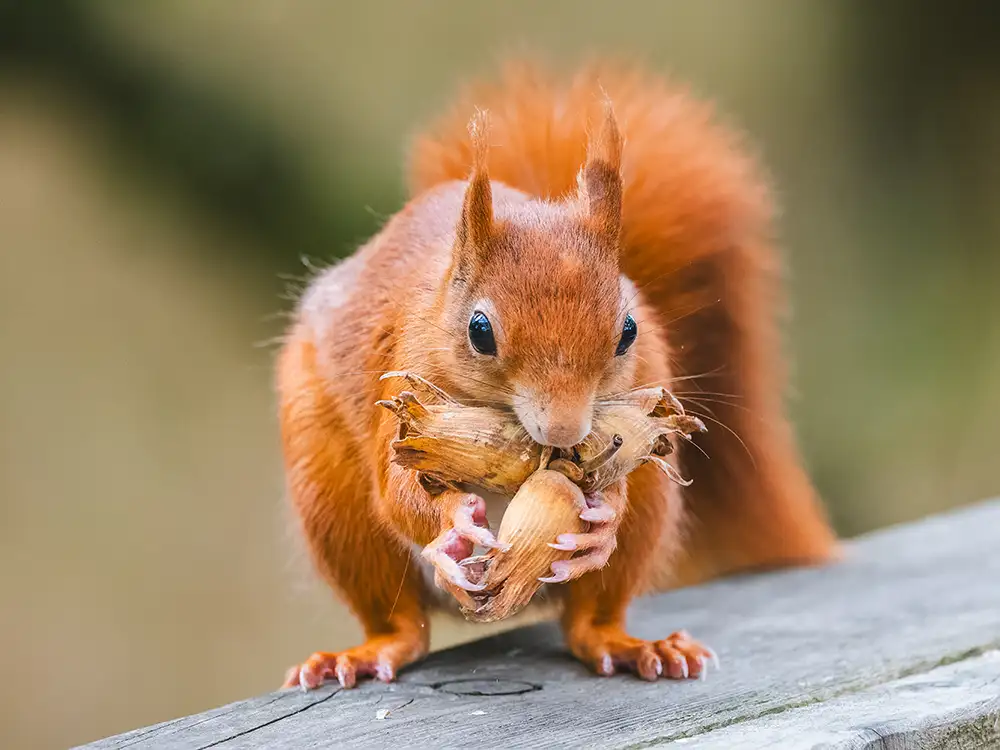Castle Howard have welcomed another rare red squirrel