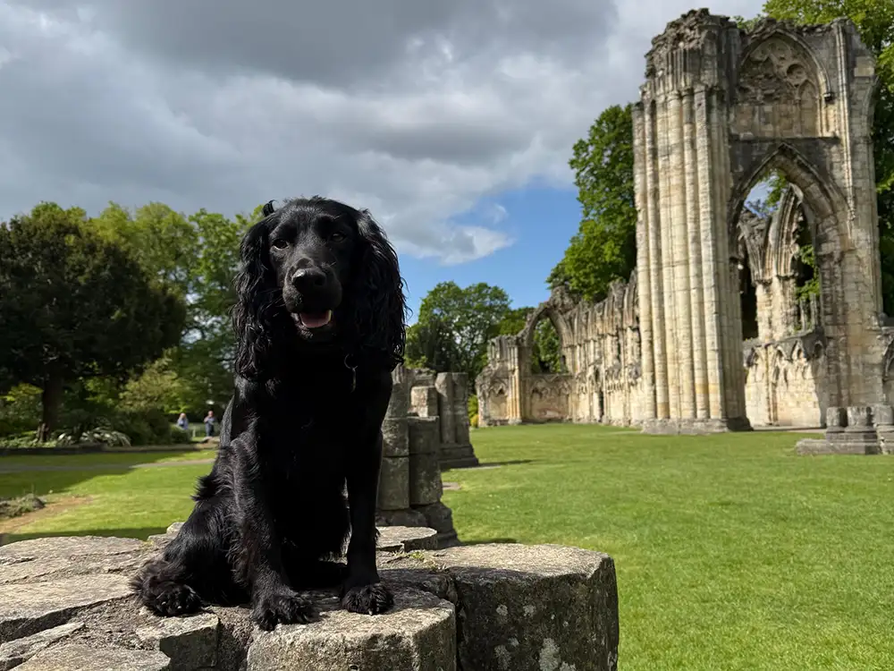 More details have been announced for York’s first ever city centre dog show