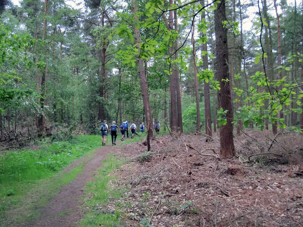 ‘Cherished’ ancient York wood could get protection – but not everyone’s happy
