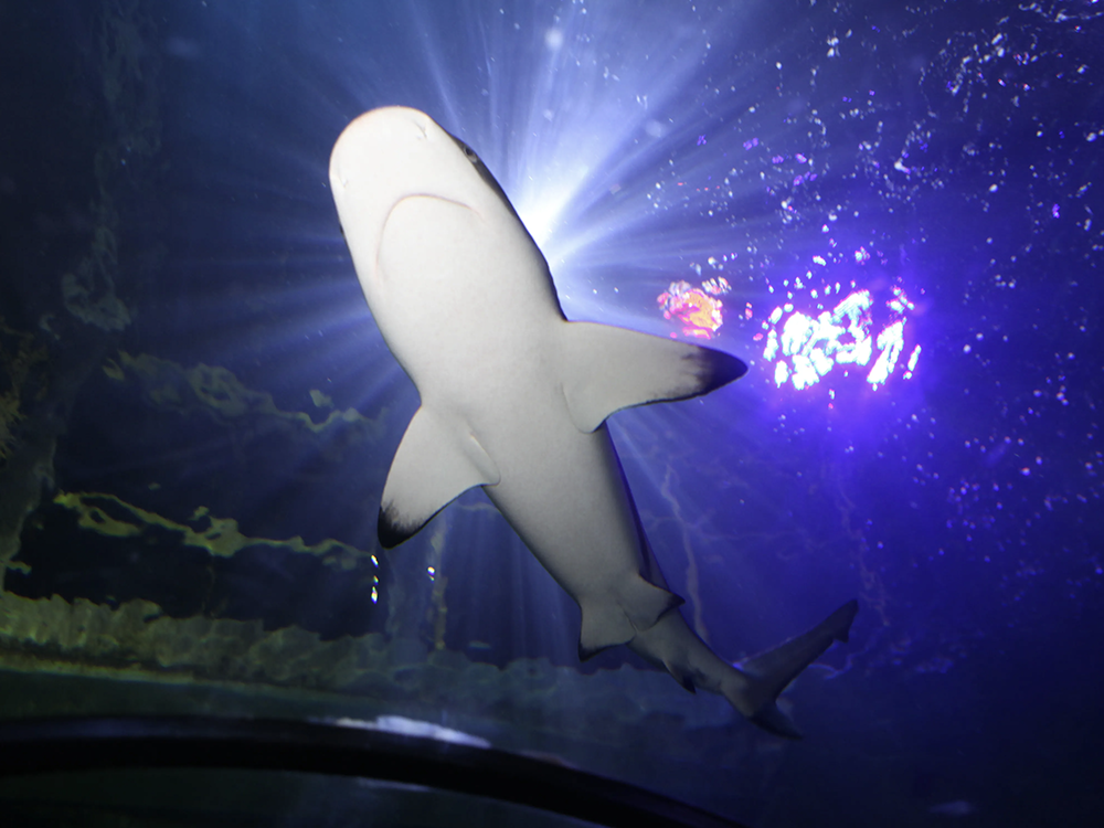 WIN a Sharks After Dark experience at SEA LIFE Scarborough