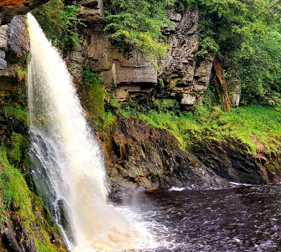 Dog rescued after 40 ft fall on Yorkshire Dales cliff