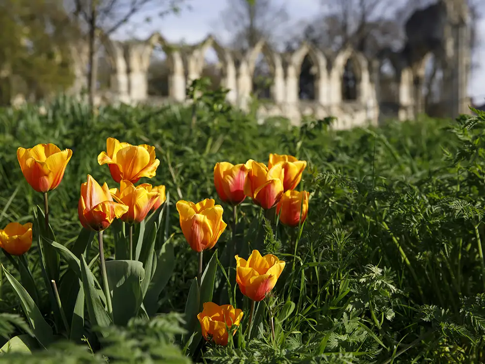 York gardens wins prestigious award for third year running