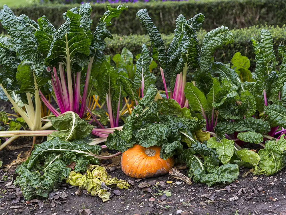 National Trust to celebrate harvest in York with seasonal events
