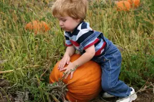 Where to pick your own pumpkins in York and North Yorkshire 2026