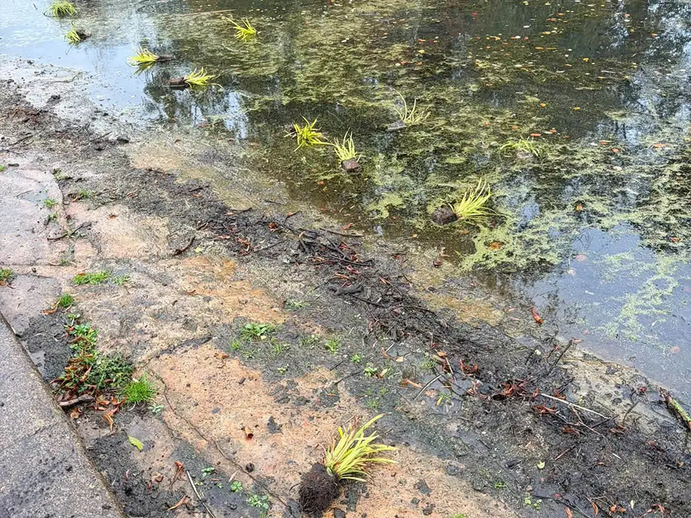 ‘Soul-destroying’ – Plants ripped up and thrown in York park’s lake