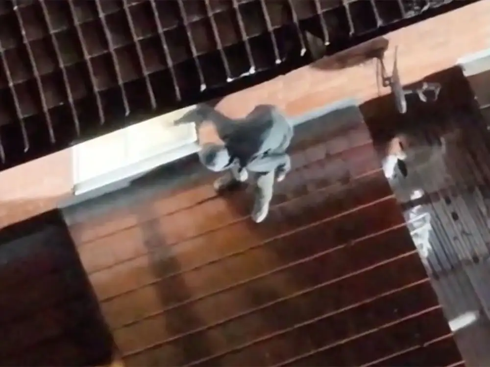 Watch: Suspect ends up on roof of York house after police chase