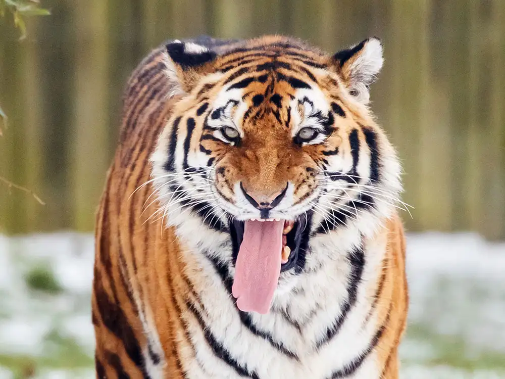 Man dies after being mauled by tiger when he entered enclosure at Yorkshire Wildlife Park