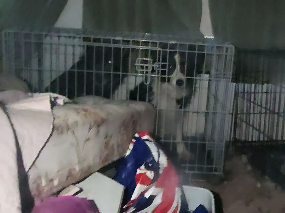 York RSPCA steps in after starving and filthy dogs found in back of a van
